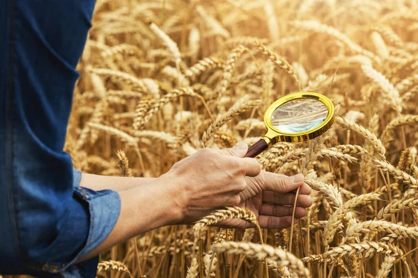 Agronomist Sau Fermier Care Inspectează Calitatea Culturilor Grâu Lupă — Fotografie, imagine de stoc