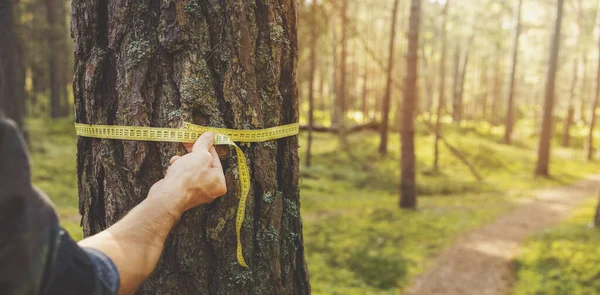 毁林和森林估价 用尺带测量松树周长的人 复制空间 — 图库照片
