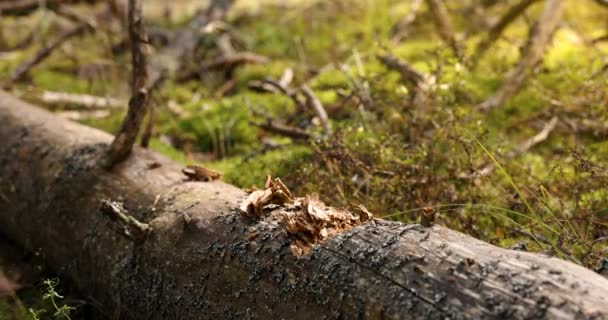 Gevallen Boom Hakken Het Bos Met Bijl Slow Motion — Stockvideo