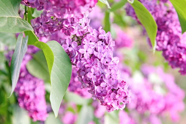 Lilas violet buisson — Photo