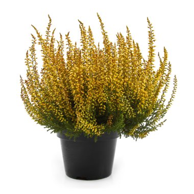 pot üzerine beyaz izole sarı heather