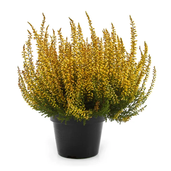 Pot of yellow heather isolated on white — Stock Photo, Image