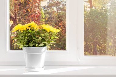flowerpot with yellow chrysanthemum on window sill clipart