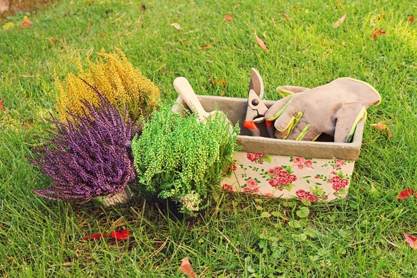 Gardening - heather planting — Stock Photo, Image