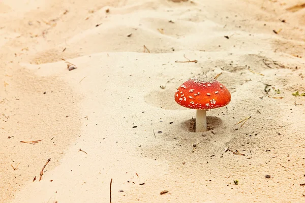 Red fly agaric in sands — Stock Photo, Image