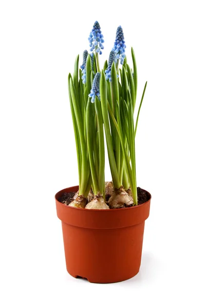 Blauwe muscari bloemen in pot geïsoleerd op wit — Stockfoto