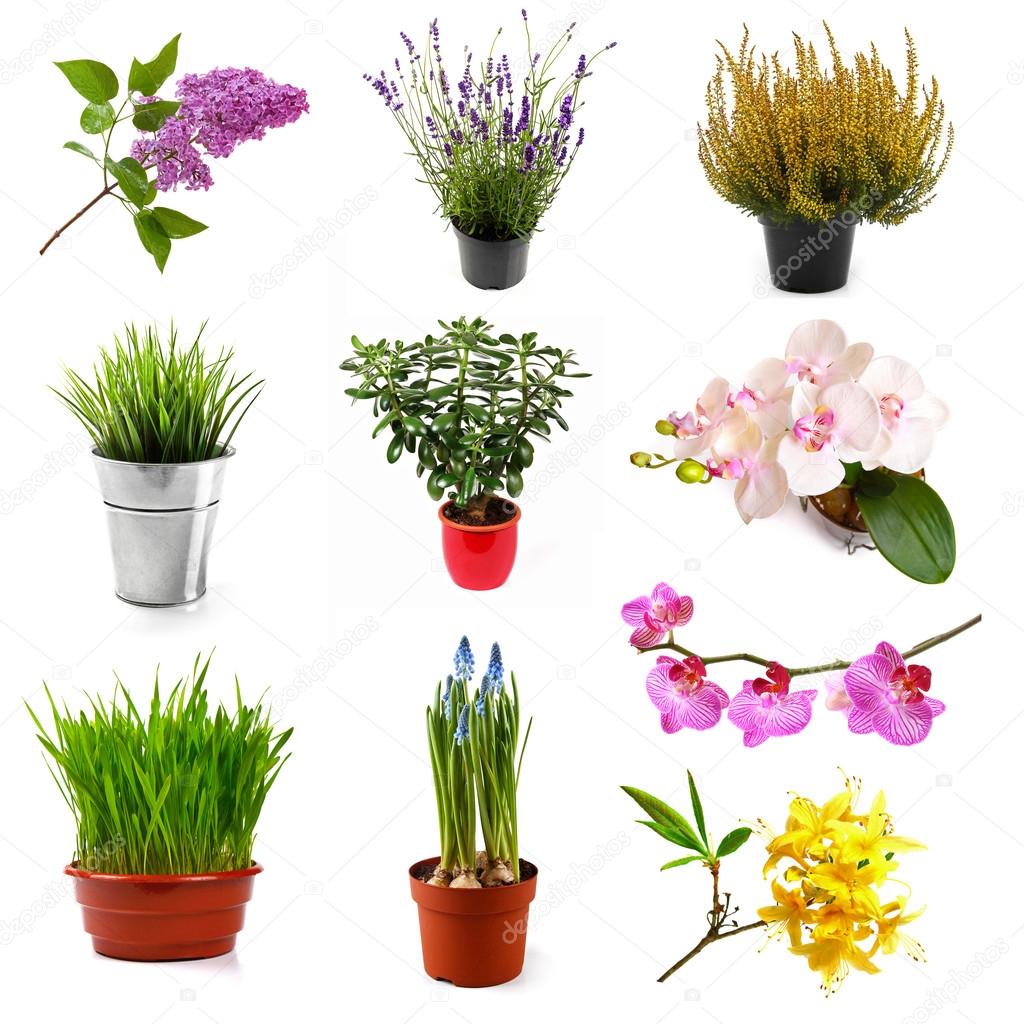 collection with different flowers and plants, isolated on white