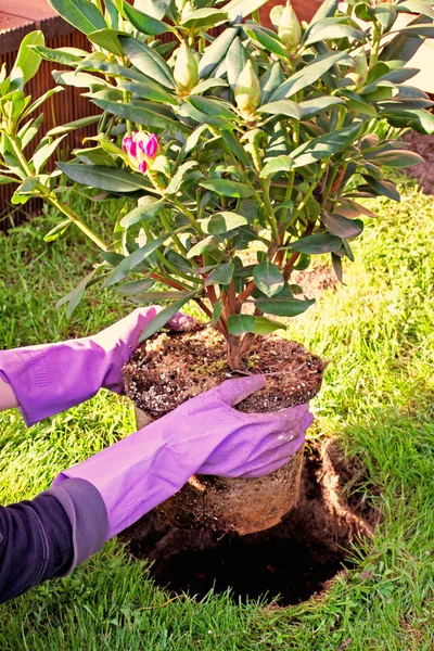 Woman planting rhododendron bush in garden — Stock Photo, Image