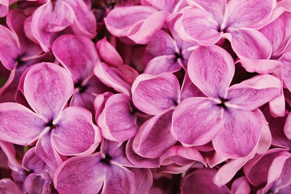 Gros plan des fleurs de lilas pourpre — Photo