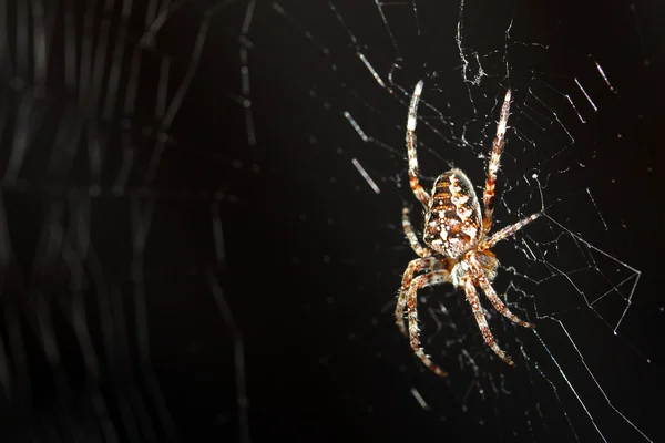 Macro shot of spider in web Stock Image