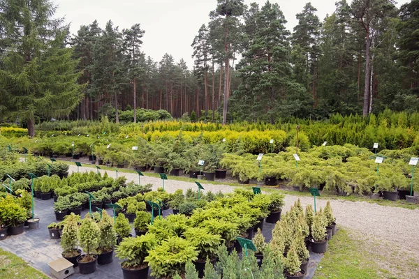 植物苗圃图库照片 免版税植物苗圃图片 Depositphotos 植物苗圃图库照片 免版税植物苗圃图片 Depositphotos