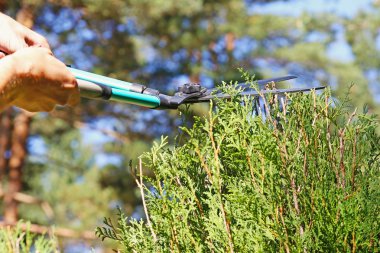 bir çit budama makasla kesme bahçıvan