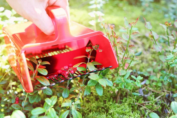 Coletando bagas na floresta com colhedor de pente — Fotografia de Stock