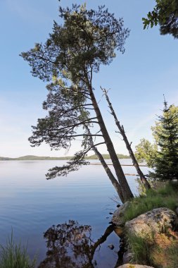 ağaç göl üzerinde gelişen manzara