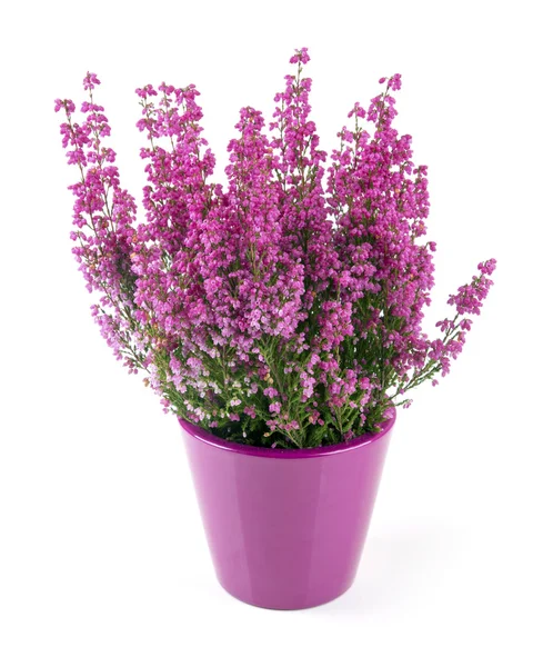 Pink heather planted in pot isolated on white — Stock Photo, Image