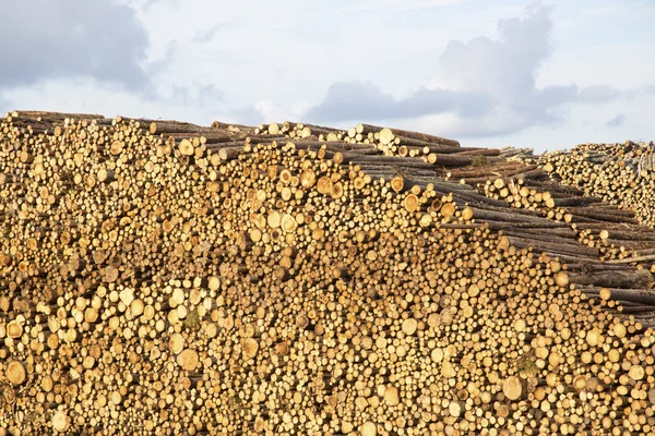 Ogromny stos logi z pochmurnego nieba w stoczni graty — Zdjęcie stockowe