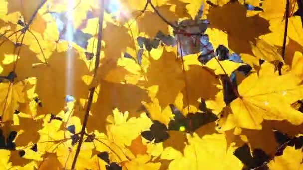 Soleil brille à travers les feuilles jaunes d'automne — Video