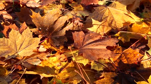 Folhas de bordo cai no chão no outono — Vídeo de Stock