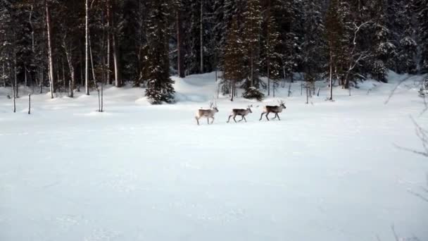 Három rénszarvas fuss keresztül a havas erdőben befagyott tó — Stock videók