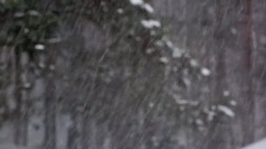 Blizzard, kar fırtınası ormandaki