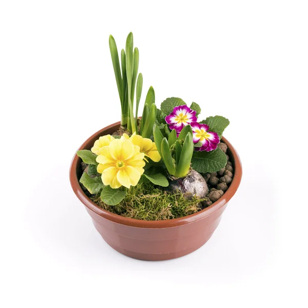 白い背景で隔離の春の花と植木鉢 — ストック写真
