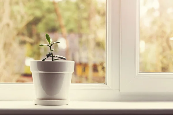 窓枠に鍋に小さな屋内クラッスラ属植物 — ストック写真