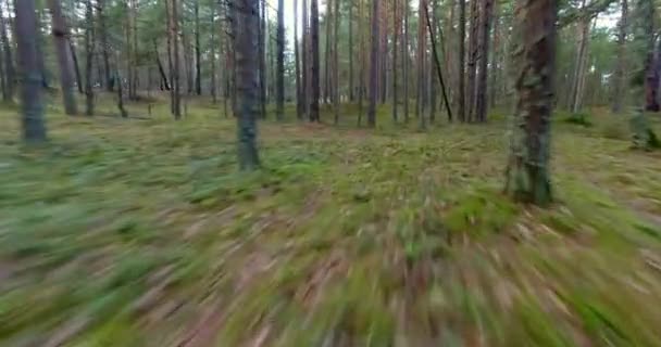 Flygande genom skogen — Stockvideo