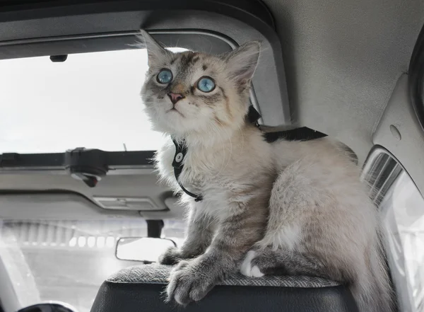 고양이 차에 앉아에 앉아 — 스톡 사진
