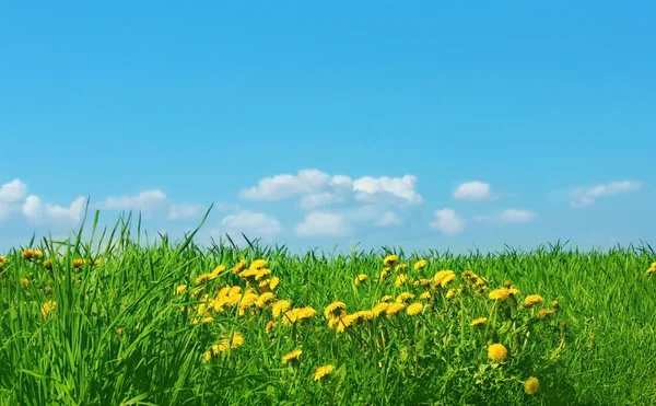 Grama verde e céu azul — Fotografia de Stock