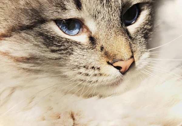 蓝眼睛猫的肖像 — 图库照片