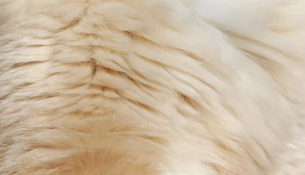 纹理的毛皮动物 — 图库照片