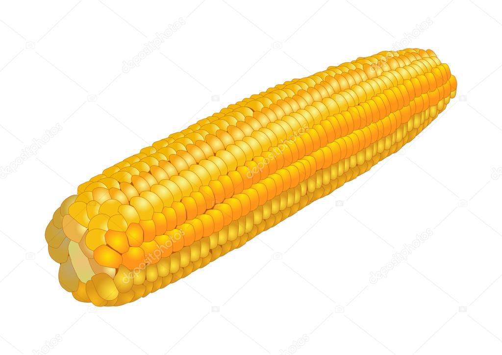 Corn, vector illustration