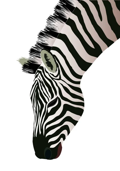Zebra, vektör çizim — Stok Vektör