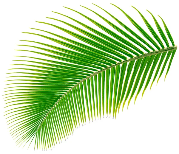 Palm tree leaf, vector illustration — Stock Vector