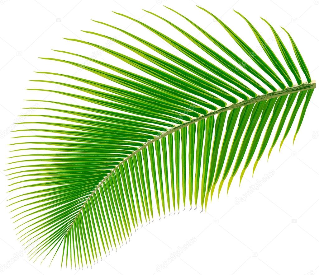 Palm tree leaf, vector illustration