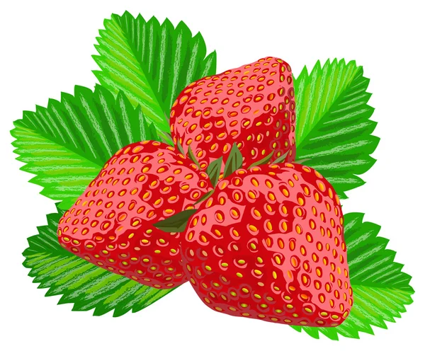 Strawberry, isolated on white, vector — Stock Vector