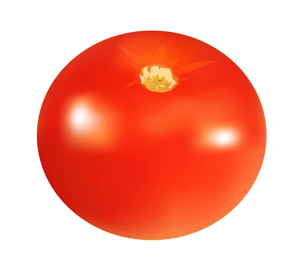 Tomate, isolée sur blanc, vecteur — Image vectorielle