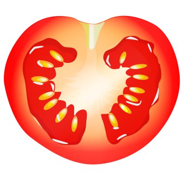 Domates, üzerinde beyaz izole yarısı. Vektör çizim.
