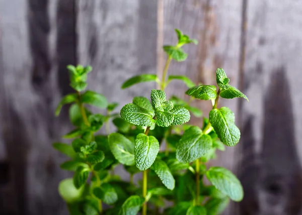 Kuchyňské Mint bush na pozadí — Stock fotografie