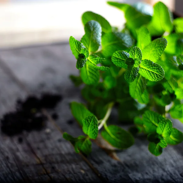 Kuchyňské Mint bush na pozadí — Stock fotografie