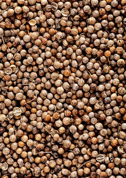 Close up of Many organic dried coriander seeds Coriandrum sativum Royalty Free Stock Images