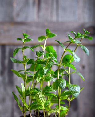 Mutfak nane bush ahşap arka plan üzerinde