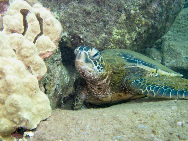 Tortuga marina verde Imagen de stock