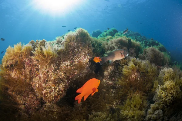 Catalina Reef — Stock Photo, Image