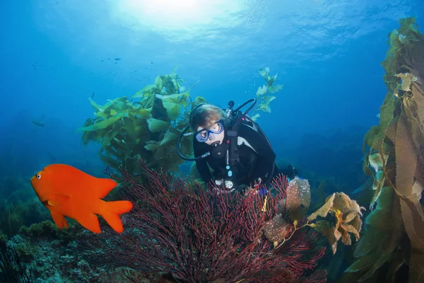 Scuba Diver en Hoornkoralen koraal — Stockfoto