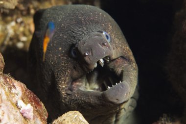 California Moray yılan balığı
