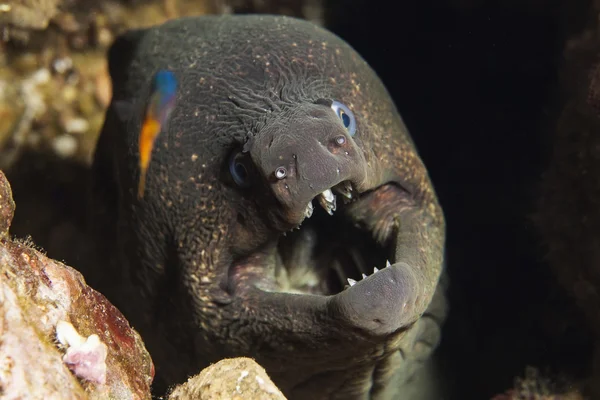 Anguila de California Moray Fotos de stock