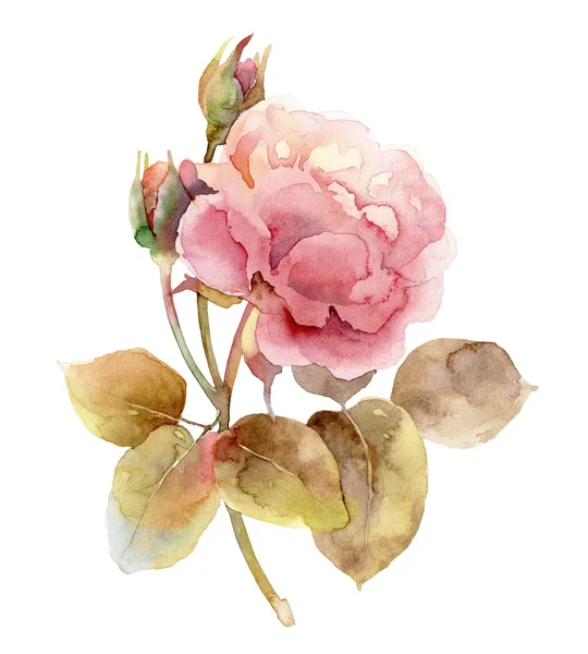 Single rosa ros på vit bakgrund — Stockfoto