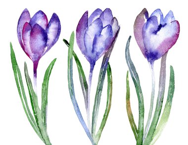 Menekşe çiçek Çiğdem kümesi