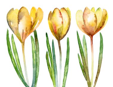 Sarı çiçek Çiğdem kümesi